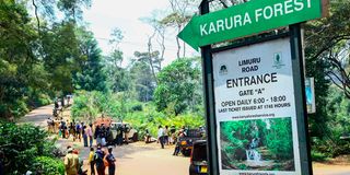 Karura Forest