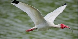 White ibis