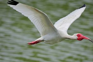 White ibis