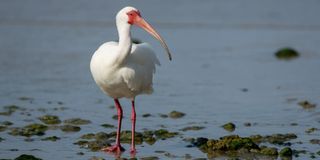 White ibis