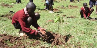 Tree planting
