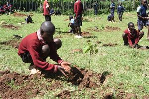 Tree planting
