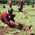Tree planting