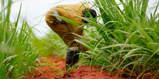 Bura Irrigation Scheme