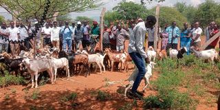 Goat auction