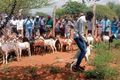 Goat auction
