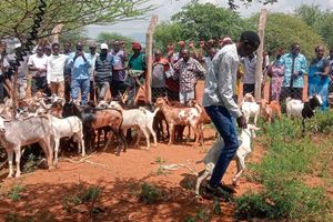 Goat auction
