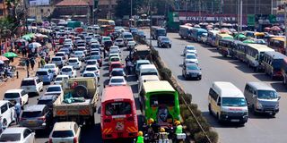 traffic ngara fig tree