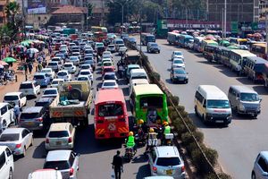 traffic ngara fig tree