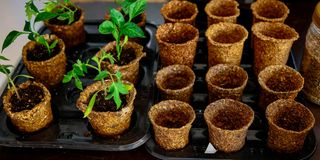 Biodegradable seedling pot