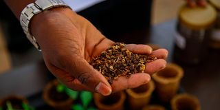 Dried pineapple peels