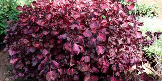 New Content Item (1)