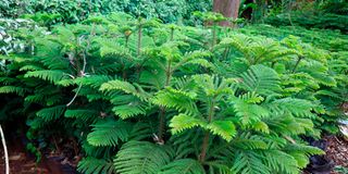 Norfolk Island pine trees