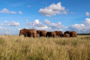 Elephants