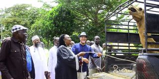 balala ida odinga camel