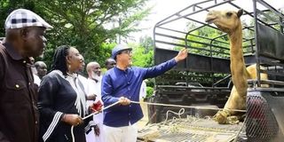 balala ida odinga camel