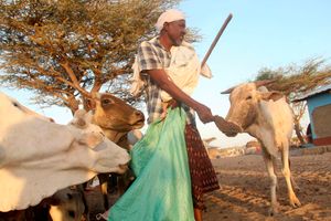 Pastoralist 