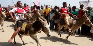 donkey race 