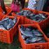 Kisumu fish 