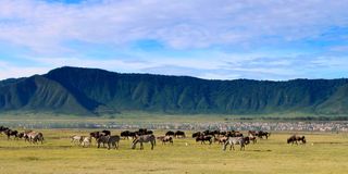 Ngorongoro