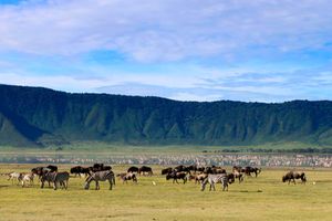 Ngorongoro