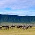 Ngorongoro