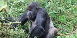 Silverbacks gorilla