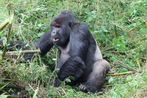 Silverbacks gorilla