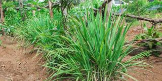 lemon grass