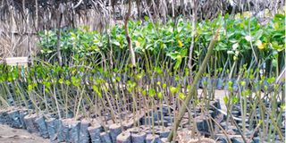 mangrove seedlings 