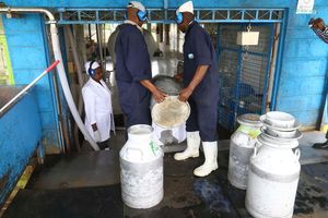 dairy farmers 