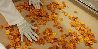Plantain chips being prepared at Lynt's Limited