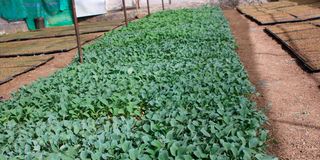 Cabbage seedlings in Mr Solomon Ngugi's seed multiplication farm in Nyandarua.