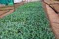 Cabbage seedlings in Mr Solomon Ngugi's seed multiplication farm in Nyandarua.