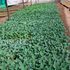 Cabbage seedlings in Mr Solomon Ngugi's seed multiplication farm in Nyandarua.