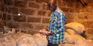 Solomon Ngugi's potato seed production farm