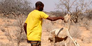 Abdikadir Gabow Hussein