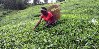 Tea farming
