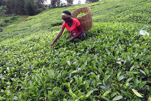 Tea farming