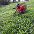 Tea farming