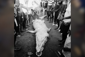 Crocodile