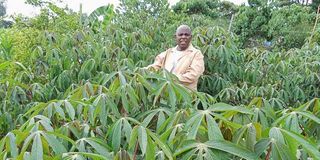 Cassava farm in Laikipia