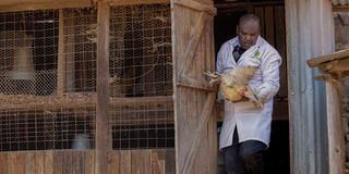 Dickson Kanyua, a retired teacher holds one of his new breed of Sasso Kienyeji chickens