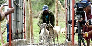 A herd of goats go through a spraying section of the Livemo Aggregation Center 
