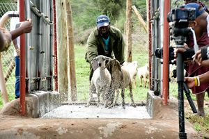 A herd of goats go through a spraying section of the Livemo Aggregation Center 