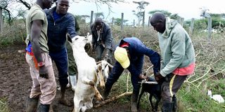 Veterinary specialist assisted by animal herders vaccinate 