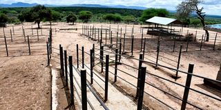 The Illbsil Livestock Market