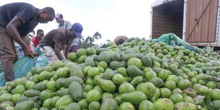 avocados