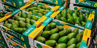 Avocados 