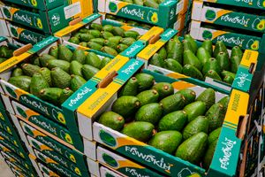 Avocados 